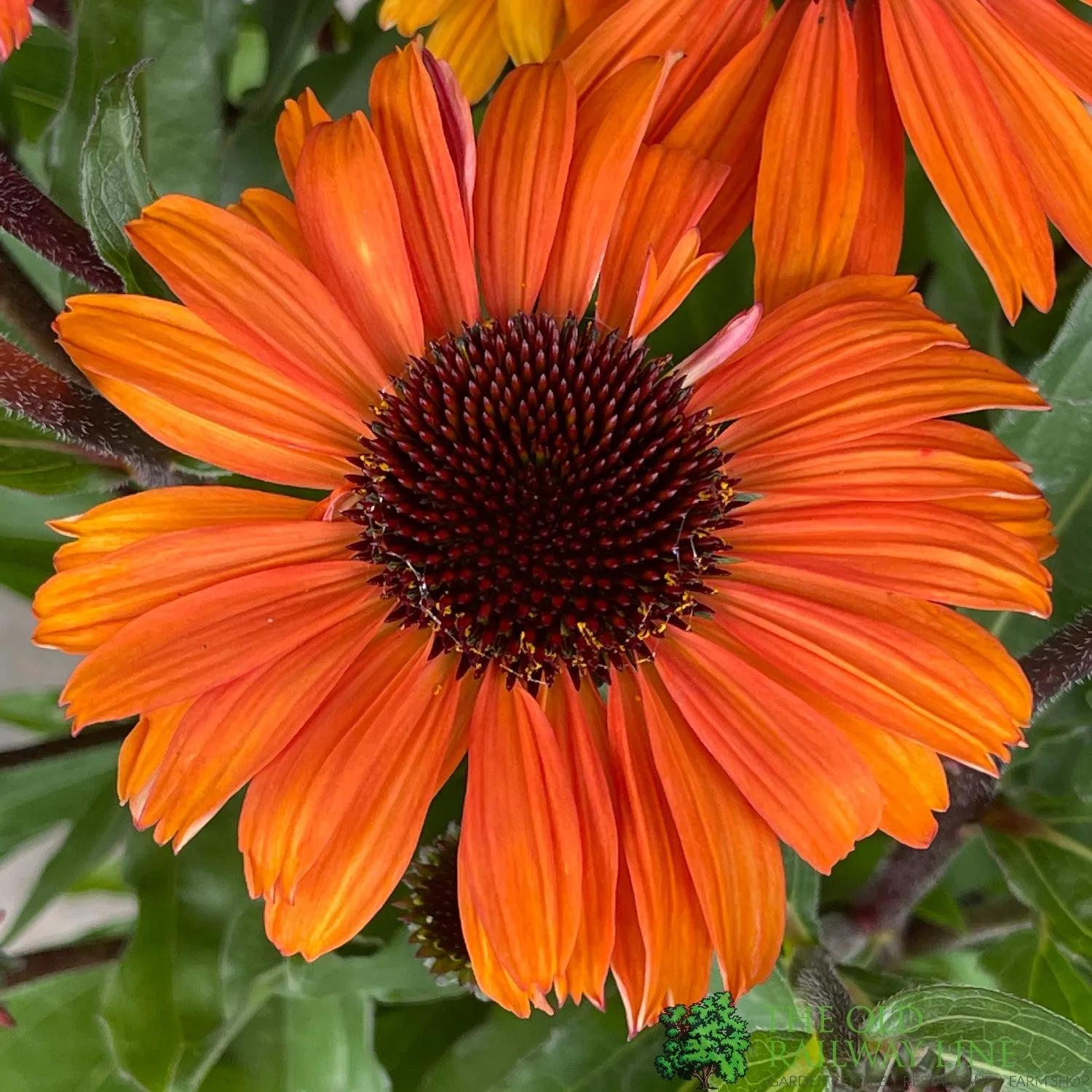 Echinacea 'Mooodz Devotion' Plant 3Ltr Pot