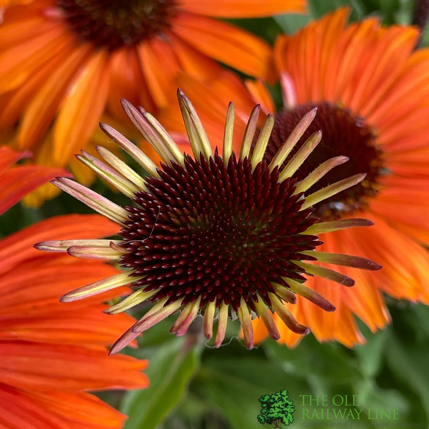 Echinacea 'Mooodz Devotion' Plant 3Ltr Pot